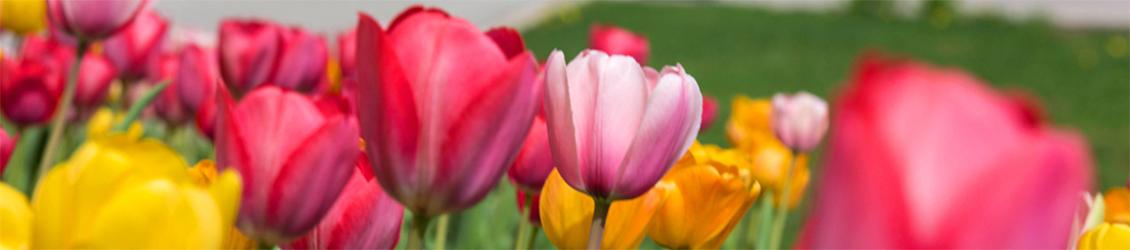 足彩平台 FPM pink and gold tulips