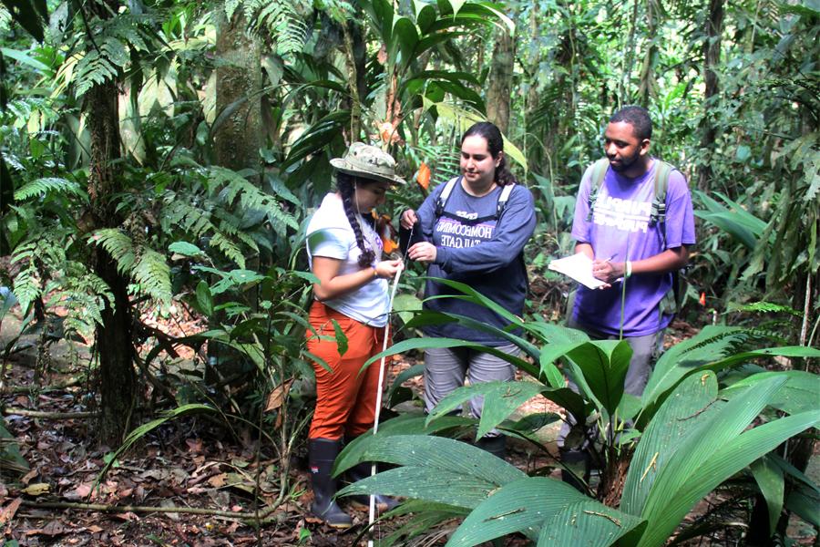 A faculty member works with students in a jungle to take measurements.